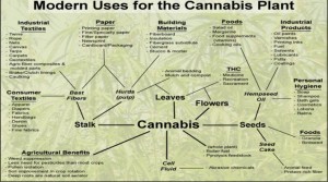 CANNABIS-1-670x374
