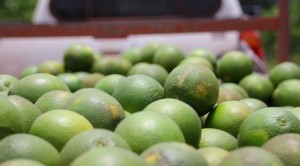 PB-sep-16-1e-oogst-pera-Goliath-Tibiti-4-470x260